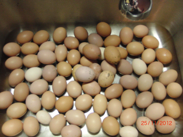 eggs6